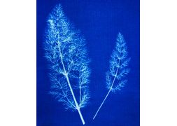 KIT CYANOTYPE