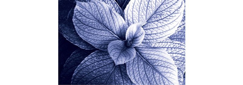 KIT CYANOTYPE