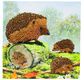 Crystal Art Card Kit 18x18cm Happy Hedgehogs