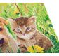 CRYSTAL ART Kit tableau broderie diamant 30x30cm Chat & chien pré