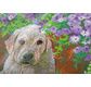 CRYSTAL ART Kit tableau broderie diamant 30x30cm Chien & fleurs